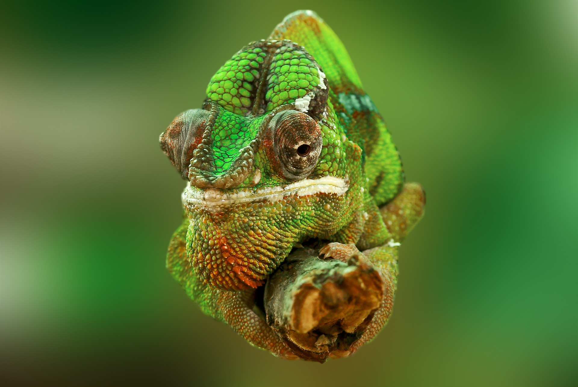 Ako sa brániť proti manipulátorovi, ktorý svoje názory prispôsobuje ako chameleón